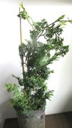 Fast-Growing-Trees.com Slender Hinoki Cypress Tree Review