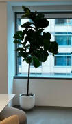 Fast-Growing-Trees.com Fiddle-Leaf Fig Tree Review
