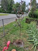Fast-Growing-Trees.com Royalty Crabapple Tree Review