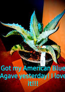 Fast-Growing-Trees.com Blue American Agave Plant Review