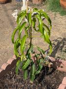 Fast-Growing-Trees.com Alphonso Mango Review
