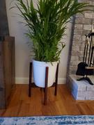 Fast-Growing-Trees.com Areca Palm Tree Review