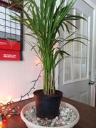 Fast-Growing-Trees.com Areca Palm Tree Review