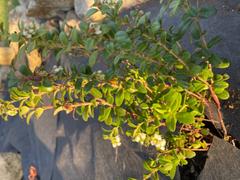 Fast-Growing-Trees.com Lingonberry Plant Review