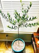 Fast-Growing-Trees.com Koroneiki Greek Olive Tree Review