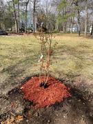 Fast-Growing-Trees.com Sioux Crape Myrtle Review