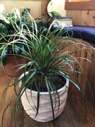 Fast-Growing-Trees.com Ponytail Palm Review