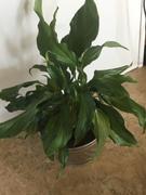Fast-Growing-Trees.com Peace Lily Plant Review