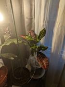 Fast-Growing-Trees.com Croton 'Petra' Plant Review