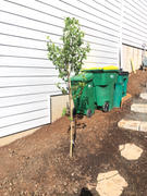 Fast-Growing-Trees.com Canada Red Chokecherry Tree Review