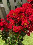 Fast-Growing-Trees.com Enduring Summer Crape Myrtle Review