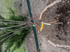 Fast-Growing-Trees.com 4-in-1 Cherry Surprise Tree Review
