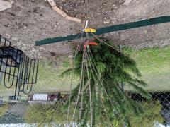 Fast-Growing-Trees.com 4-in-1 Cherry Surprise Tree Review