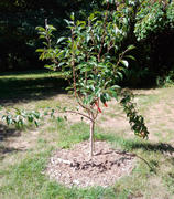 Fast-Growing-Trees.com 4-in-1 Pear Surprise Tree Review
