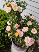 Fast-Growing-Trees.com Peach Drift®  Rose Review