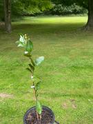 Fast-Growing-Trees.com Valencia Orange Tree Review