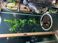 Fast-Growing-Trees.com California Honey Mandarin Tree Review