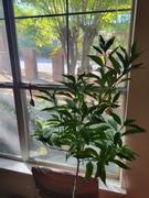 Fast-Growing-Trees.com California Honey Mandarin Tree Review