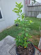 Fast-Growing-Trees.com Persian 'Bearss' Lime Tree Review