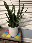 Fast-Growing-Trees.com Snake Plant Review