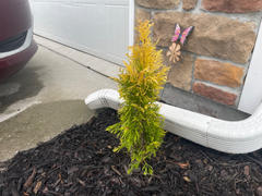 Fast-Growing-Trees.com Forever Goldy Arborvitae Tree Review