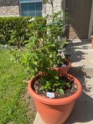 Fast-Growing-Trees.com Bushel and Berry® Baby Cakes Blackberry® Review