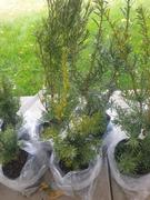 Fast-Growing-Trees.com Hicks Yew Tree Review