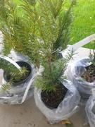 Fast-Growing-Trees.com Hicks Yew Tree Review