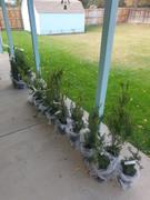 Fast-Growing-Trees.com Hicks Yew Tree Review