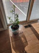 Fast-Growing-Trees.com Bushel and Berry® Perpetua Blueberry Review