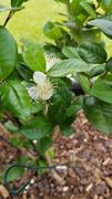 Fast-Growing-Trees.com Star Cherry Tree (Pitanga) Review
