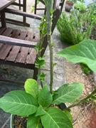 Fast-Growing-Trees.com Peach Angel Trumpet Review