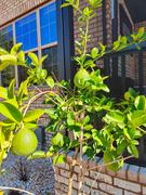 Fast-Growing-Trees.com Ponderosa Lemon Review