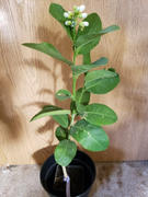 Fast-Growing-Trees.com Ponderosa Lemon Review