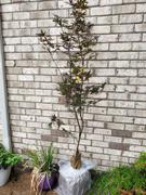 Fast-Growing-Trees.com Emperor Japanese Maple Tree Review