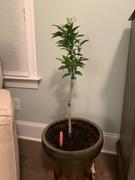 Fast-Growing-Trees.com EasyPeel Clementine Tree Review