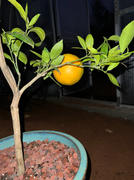 Fast-Growing-Trees.com EasyPeel Clementine Tree Review