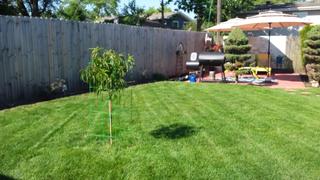 Fast-Growing-Trees.com Reliance Peach Tree Review