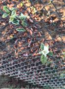 Fast-Growing-Trees.com Pineapple Quince Tree Review