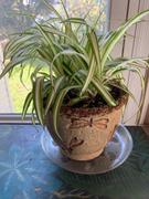 Fast-Growing-Trees.com Spider Plant Review