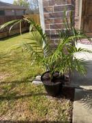 Fast-Growing-Trees.com Majesty Palm Tree Review