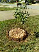 Fast-Growing-Trees.com Green Vase'® Zelkova Tree Review