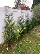 Fast-Growing-Trees.com Full Speed A Hedge® American Pillar Arborvitae Review