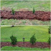 Fast-Growing-Trees.com Full Speed A Hedge® American Pillar Arborvitae Review