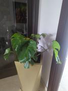 Fast-Growing-Trees.com Monstera Deliciosa (Swiss Cheese Plant) Review