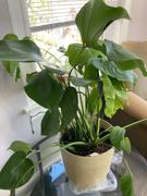 Fast-Growing-Trees.com Monstera Deliciosa (Swiss Cheese Plant) Review