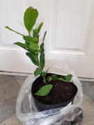 Fast-Growing-Trees.com Cashew Tree Review