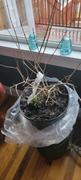 Fast-Growing-Trees.com Cold Hardy Red Pomegranate - USDA Organic Review