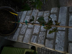 Fast-Growing-Trees.com Triple Crown Blackberry Plant - USDA Organic Review