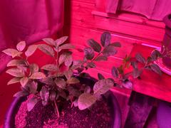 Fast-Growing-Trees.com Key Lime Bush Review